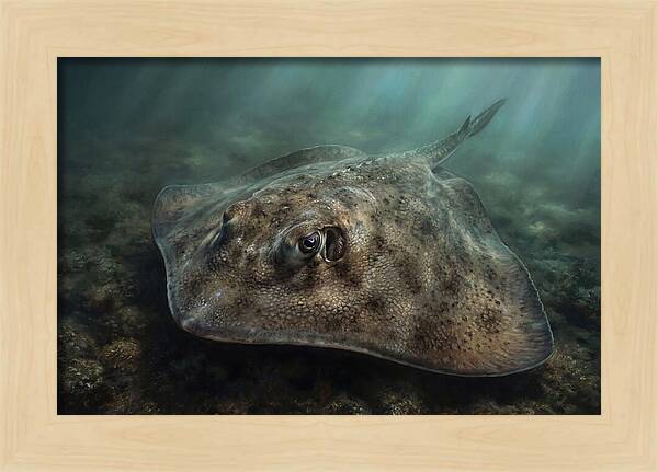 Stingray Beneath The Surface