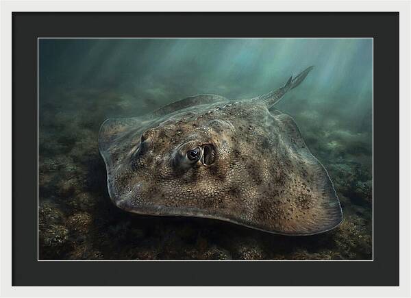 Stingray Beneath The Surface