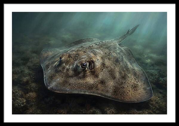 Stingray Beneath The Surface