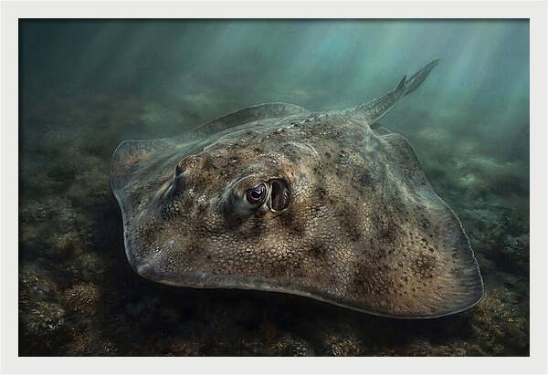 Stingray Beneath The Surface