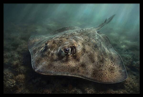 Stingray Beneath The Surface