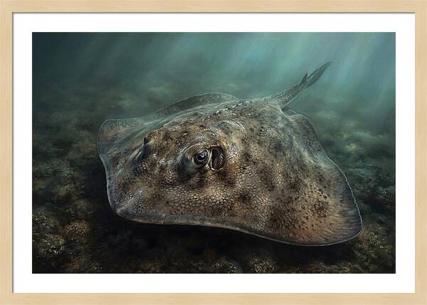 Stingray Beneath The Surface