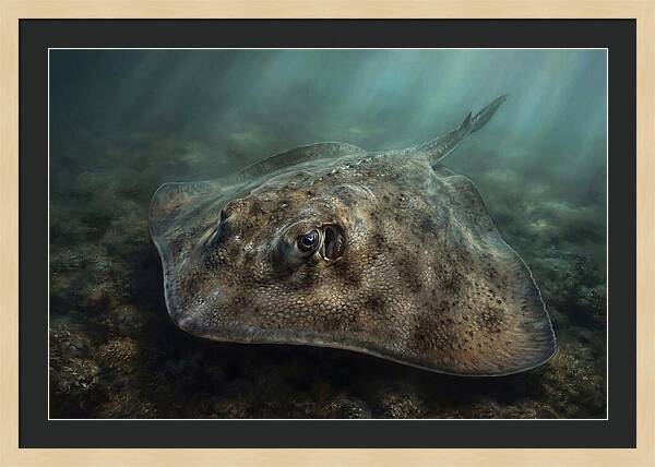 Stingray Beneath The Surface