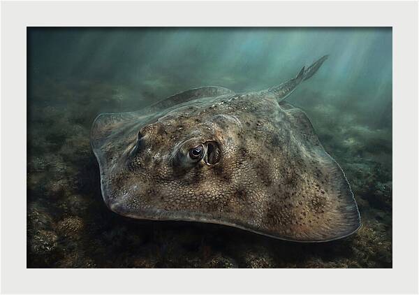 Stingray Beneath The Surface