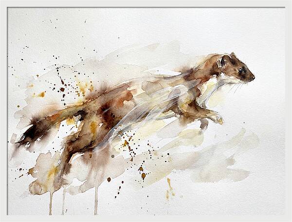 Stoat In Motion