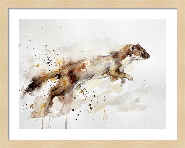 Stoat In Motion