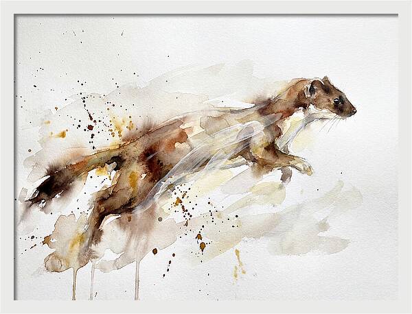 Stoat In Motion