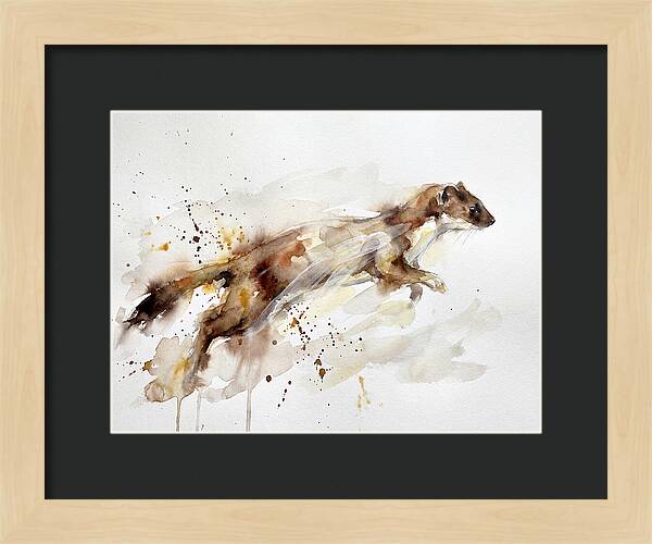 Stoat In Motion