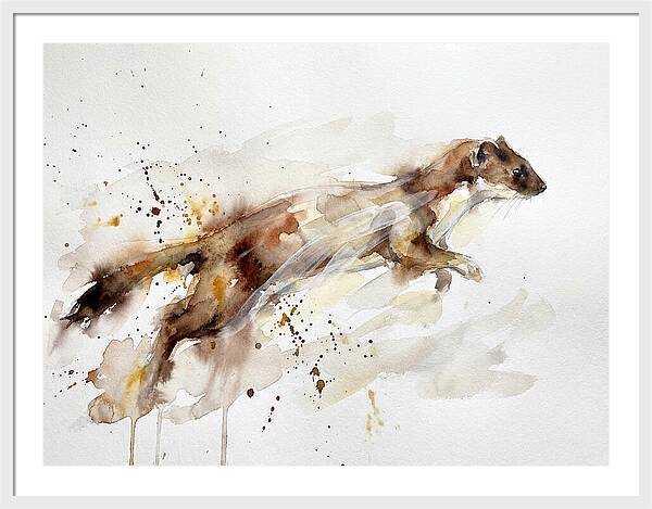 Stoat In Motion