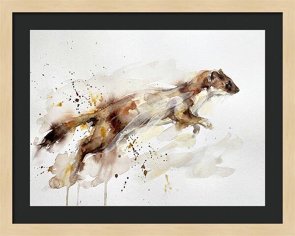 Stoat In Motion