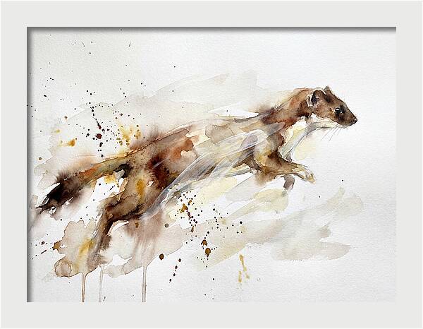 Stoat In Motion