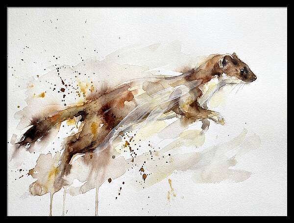 Stoat In Motion