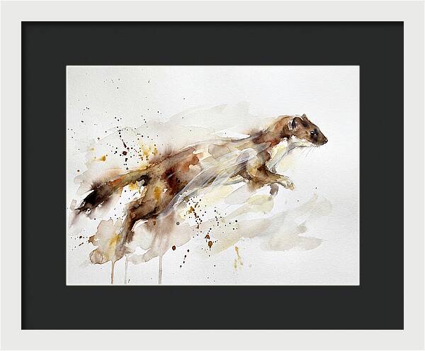 Stoat In Motion