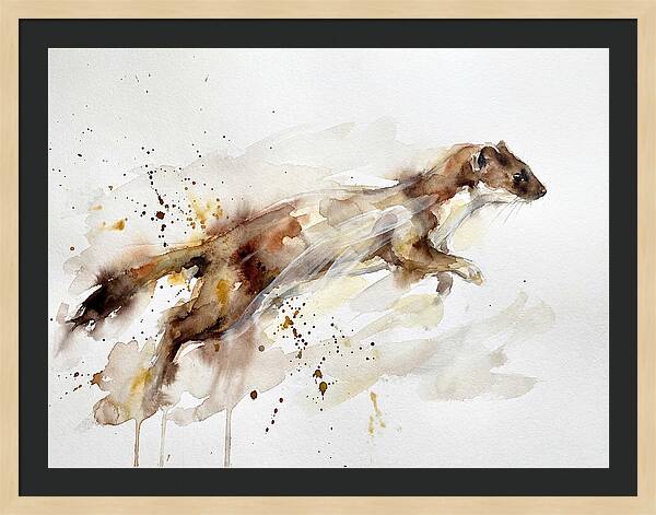 Stoat In Motion