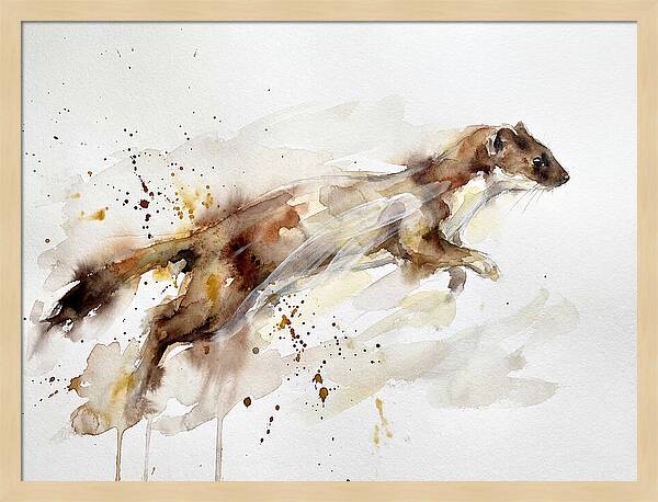 Stoat In Motion