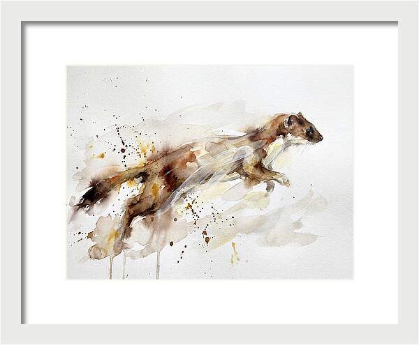Stoat In Motion