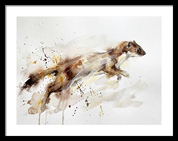 Stoat In Motion