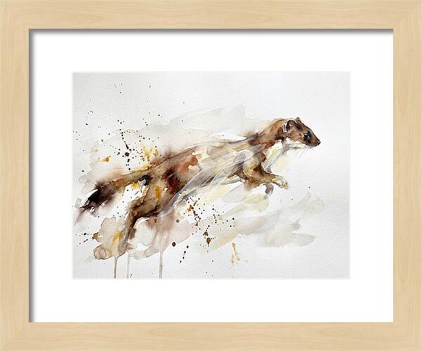 Stoat In Motion