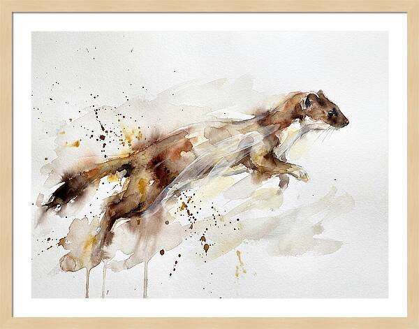 Stoat In Motion