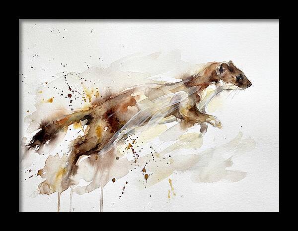 Stoat In Motion