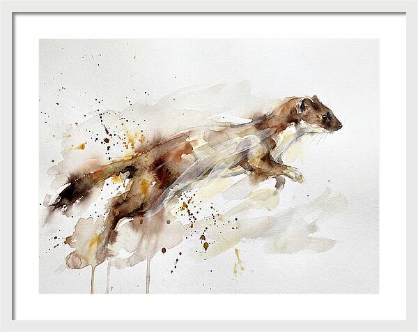 Stoat In Motion