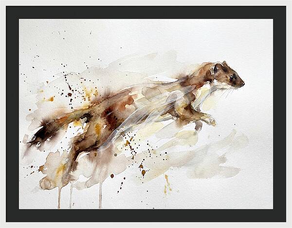 Stoat In Motion