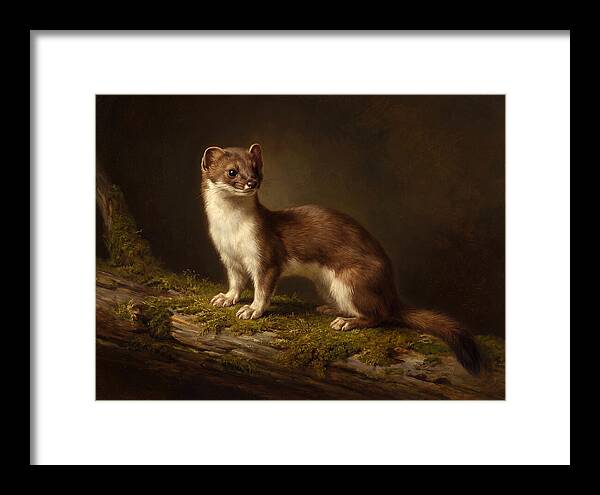 Stoat In Natural Habitat