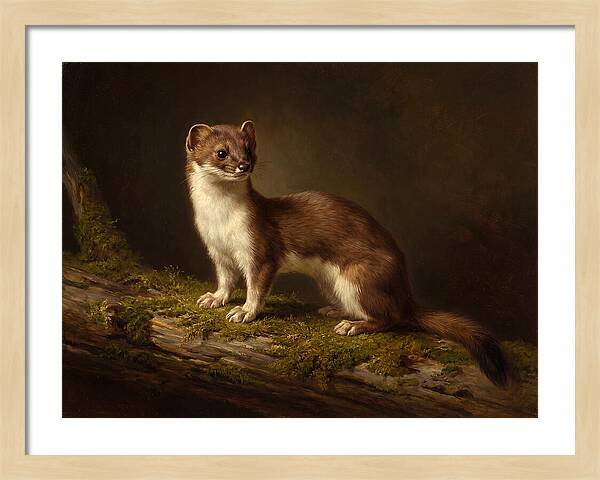 Stoat In Natural Habitat