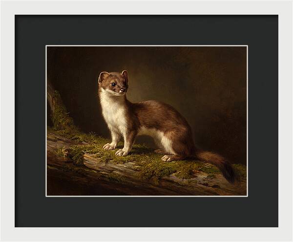 Stoat In Natural Habitat