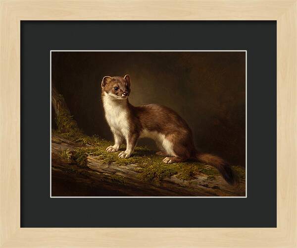 Stoat In Natural Habitat