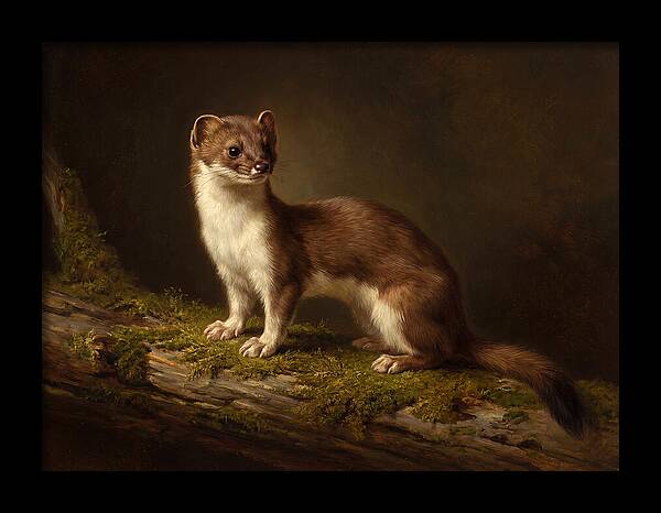 Stoat In Natural Habitat