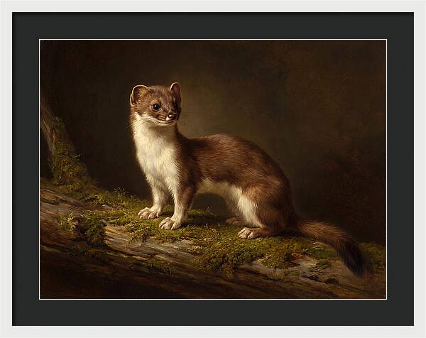 Stoat In Natural Habitat