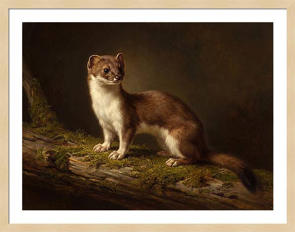 Stoat In Natural Habitat