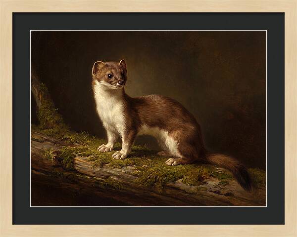 Stoat In Natural Habitat