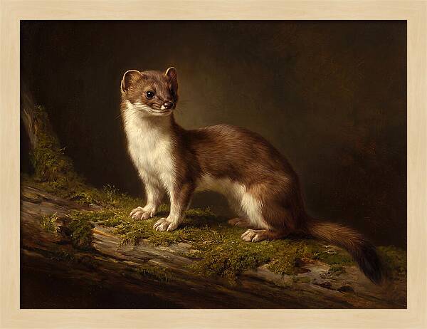 Stoat In Natural Habitat