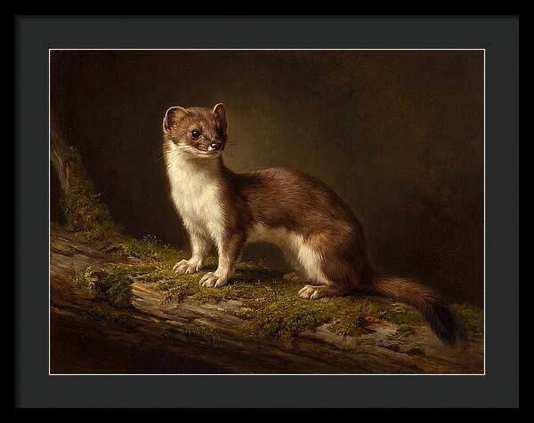 Stoat In Natural Habitat