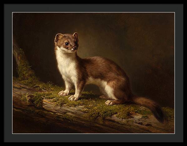 Stoat In Natural Habitat