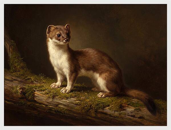 Stoat In Natural Habitat