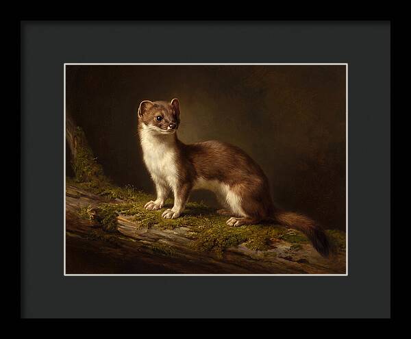 Stoat In Natural Habitat
