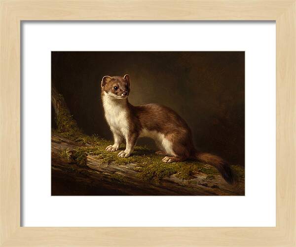 Stoat In Natural Habitat