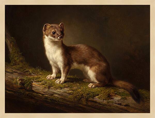 Stoat In Natural Habitat