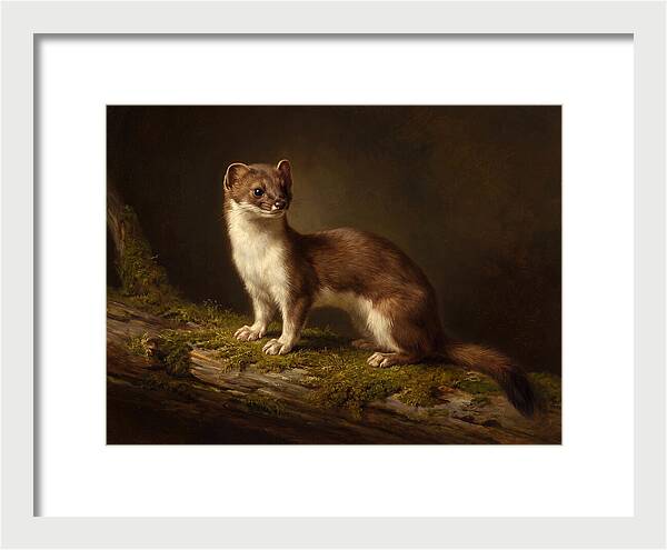 Stoat In Natural Habitat