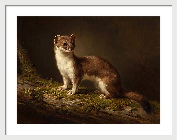 Stoat In Natural Habitat