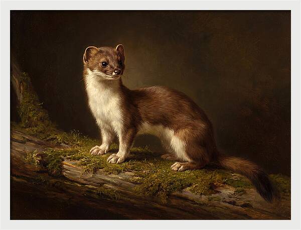 Stoat In Natural Habitat
