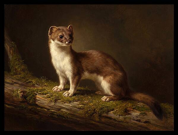 Stoat In Natural Habitat