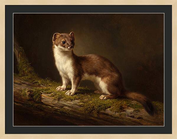 Stoat In Natural Habitat