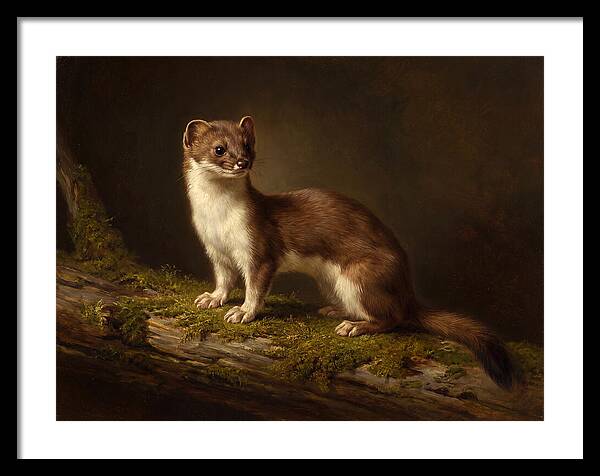 Stoat In Natural Habitat