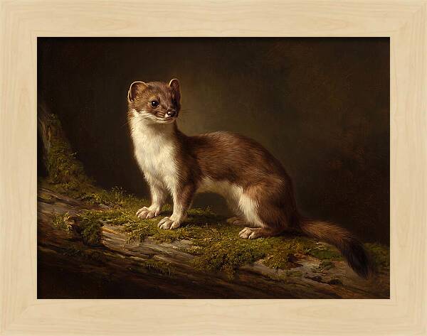 Stoat In Natural Habitat