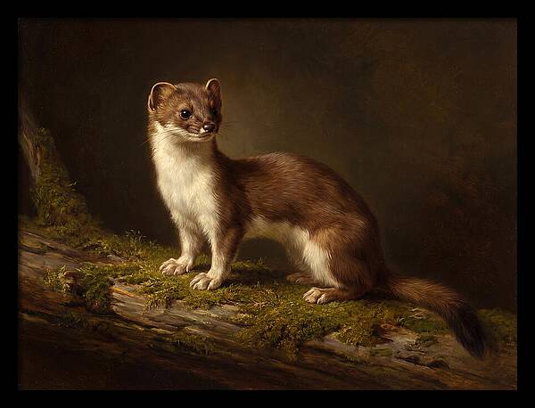 Stoat In Natural Habitat