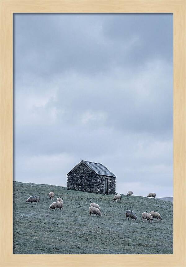 Stone Shepherds Hut With Grazing Sheep